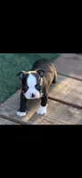 Wyatt-AKC, a male Boston Terrier for sale in Konawa, OK – 10 of 10