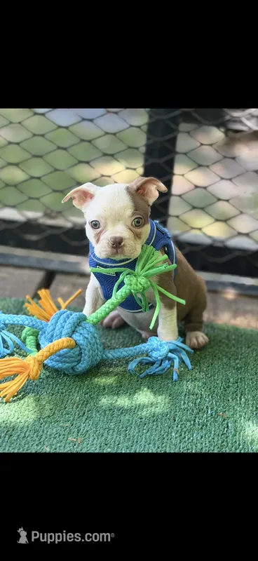 Samuel-AKC – Boston Terrier puppy for sale in Konawa, OK