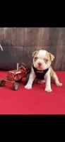 Oliver-AKC, a male Boston Terrier for sale in Konawa, OK – 10 of 10