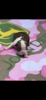 Reba-AKC, a female Boston Terrier for sale in Konawa, OK – 9 of 9