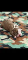Rocky-AKC, a male Boston Terrier for sale in Konawa, OK – 1 of 8