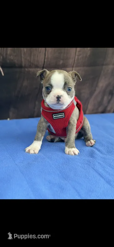 Nash-AKC – Boston Terrier puppy for sale in Konawa, OK