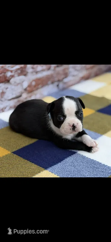 Wyatt-AKC – Boston Terrier puppy for sale in Konawa, OK