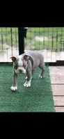 Luke-AKC, a male Boston Terrier for sale in Konawa, OK – 10 of 10