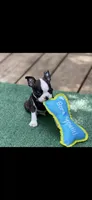 Tyson-AKC, a male Boston Terrier for sale in Konawa, OK – 8 of 10