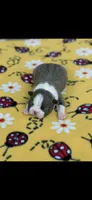 Jasmine-AKC, a female Boston Terrier for sale in Konawa, OK – 2 of 6