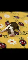 Reba-AKC, a female Boston Terrier for sale in Konawa, OK – 6 of 6
