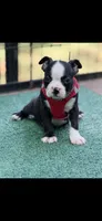 Wyatt-AKC, a male Boston Terrier for sale in Konawa, OK – 6 of 10