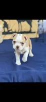 Oliver-AKC, a male Boston Terrier for sale in Konawa, OK – 6 of 10