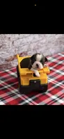 Jase-AKC, a male Boston Terrier for sale in Konawa, OK – 9 of 10