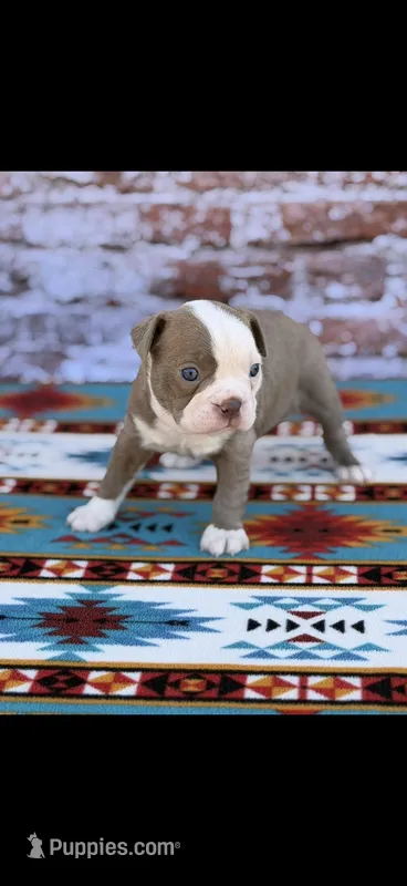 Kade-AKC – Boston Terrier puppy for sale in Konawa, OK