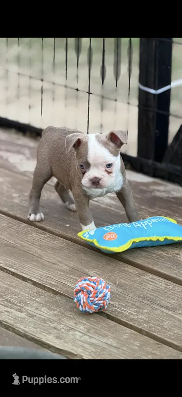 Kade-AKC – Boston Terrier puppy for sale in Konawa, OK