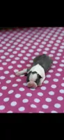 Bella-AKC, a female Boston Terrier for sale in Konawa, OK – 2 of 5