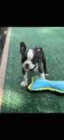 Tyson-AKC, a male Boston Terrier for sale in Konawa, OK – 4 of 10