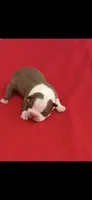 Tucker-AKC, a male Boston Terrier for sale in Konawa, OK – 2 of 6