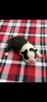 Charlie-AKC, a male Boston Terrier for sale in Konawa, OK – 4 of 7
