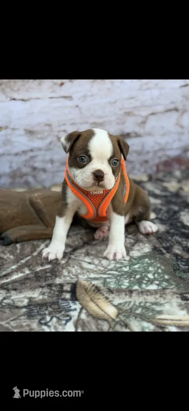 Coco-AKC – Boston Terrier puppy for sale in Konawa, OK