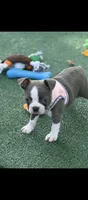 Jasmine-AKC, a female Boston Terrier for sale in Konawa, OK – 7 of 8