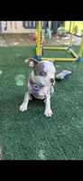 Kasey-AKC, a female Boston Terrier for sale in Konawa, OK – 4 of 4
