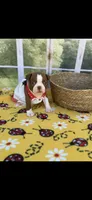 Annie-akc, a female Boston Terrier for sale in Konawa, OK – 7 of 10