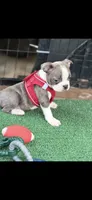 Denver-AKC, a male Boston Terrier for sale in Konawa, OK – 3 of 10