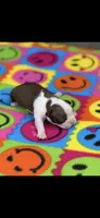 Reba-AKC, a female Boston Terrier for sale in Konawa, OK – 5 of 9