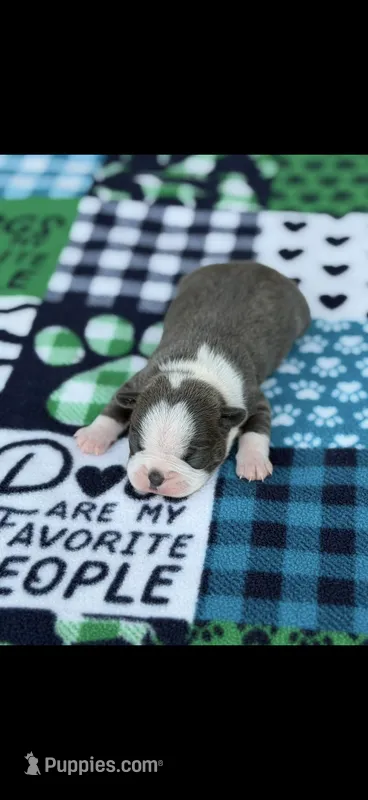Blue-AKC – Boston Terrier puppy for sale in Konawa, OK