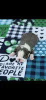 Blue-AKC, a male Boston Terrier for sale in Konawa, OK – 1 of 7