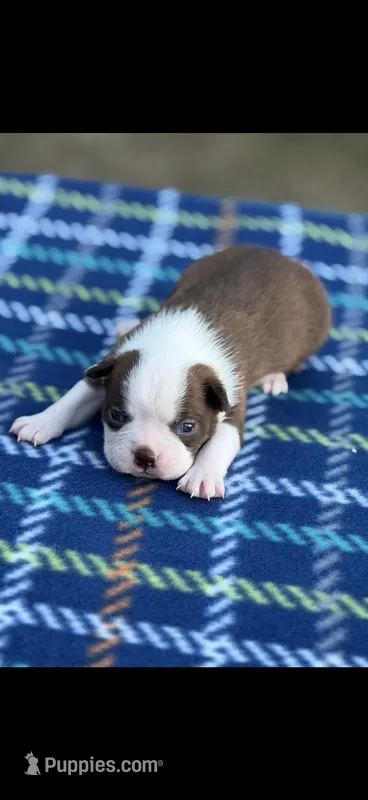 Coco-AKC – Boston Terrier puppy for sale in Konawa, OK