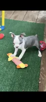 Emma-AKC, a female Boston Terrier for sale in Konawa, OK – 3 of 10
