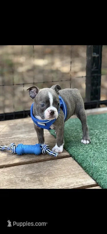 Lane-AKC – Boston Terrier puppy for sale in Konawa, OK