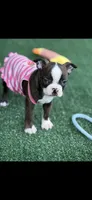 Lainey, a female Boston Terrier for sale in Konawa, OK – 4 of 10