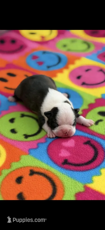 Dolly-AKC – Boston Terrier puppy for sale in Konawa, OK