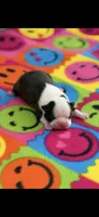 Dolly-AKC, a female Boston Terrier for sale in Konawa, OK – 1 of 9