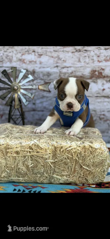 Coco-AKC – Boston Terrier puppy for sale in Konawa, OK