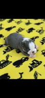 Blue-AKC, a male Boston Terrier for sale in Konawa, OK – 3 of 7