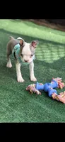 Emma-AKC, a female Boston Terrier for sale in Konawa, OK – 10 of 10