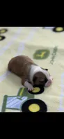 Bandit-AKC, a male Boston Terrier for sale in Konawa, OK – 6 of 6