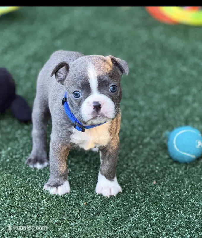 Lane-AKC – Boston Terrier puppy for sale in Konawa, OK