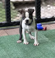 Wade-AKC, a male Boston Terrier for sale in Konawa, OK – 5 of 8