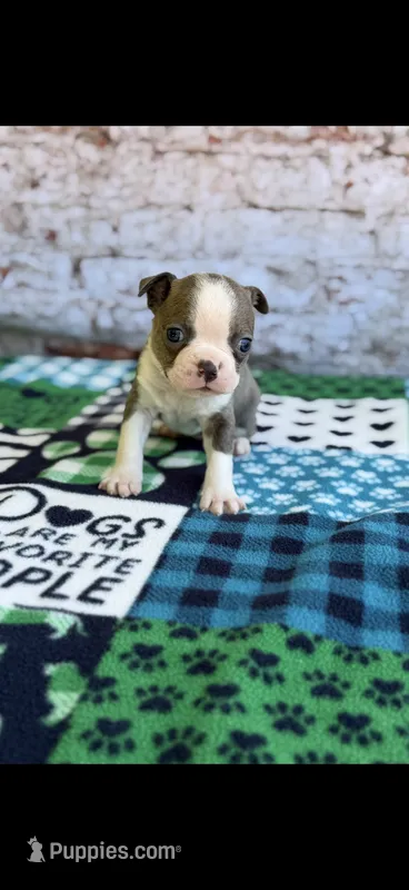 Dawson-AKC – Boston Terrier puppy for sale in Konawa, OK