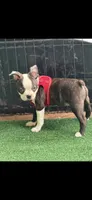 Max-AKC, a male Boston Terrier for sale in Konawa, OK – 10 of 10