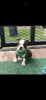 Tyson-AKC, a male Boston Terrier for sale in Konawa, OK – 2 of 9