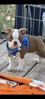 Coco-AKC, a male Boston Terrier for sale in Konawa, OK – 10 of 10