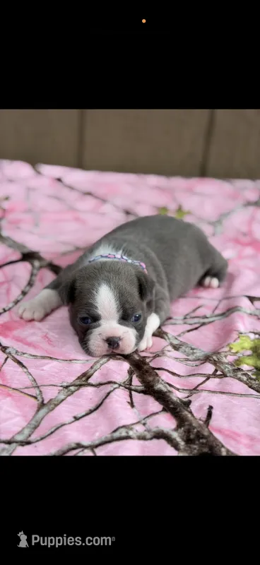 Jasmine-AKC – Boston Terrier puppy for sale in Konawa, OK
