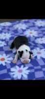 Kimmy-AKC, a female Boston Terrier for sale in Konawa, OK – Photo 7 of 7