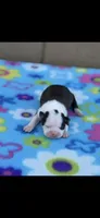 Kimmy-AKC, a female Boston Terrier for sale in Konawa, OK – Photo 1 of 7