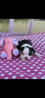 Kimmy-AKC, a female Boston Terrier for sale in Konawa, OK – Photo 1 of 10