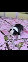 Kimmy-AKC, a female Boston Terrier for sale in Konawa, OK – Photo 3 of 10