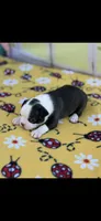 Kimmy-AKC, a female Boston Terrier for sale in Konawa, OK – Photo 10 of 10